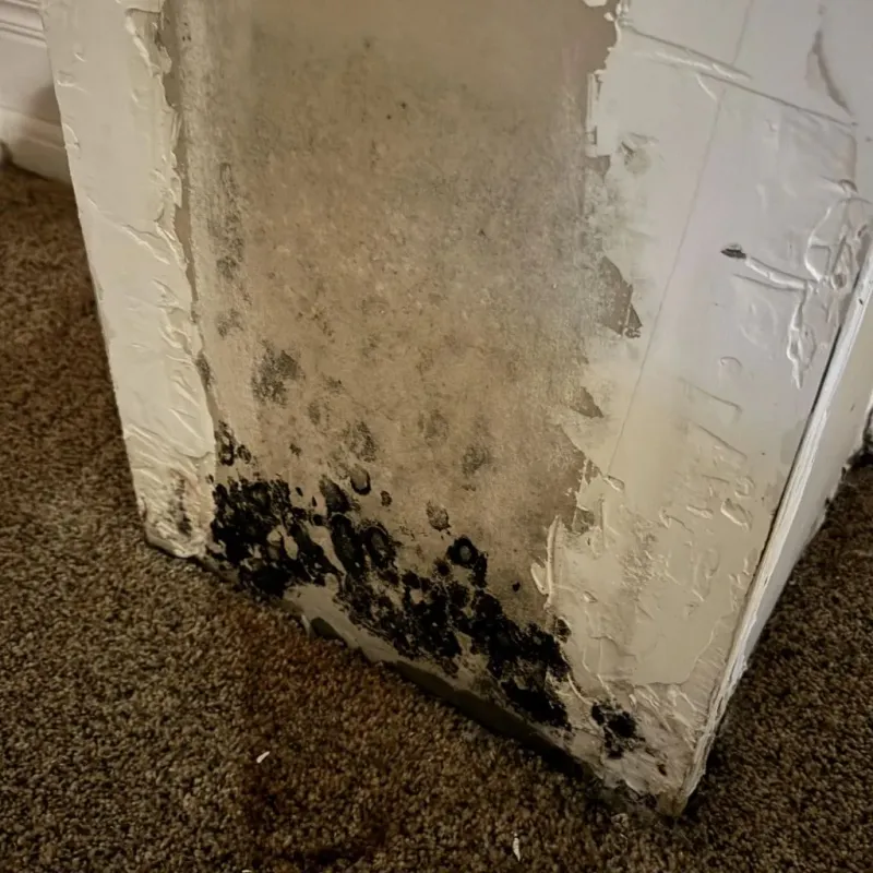 Professional Mold Removal in White County, IL